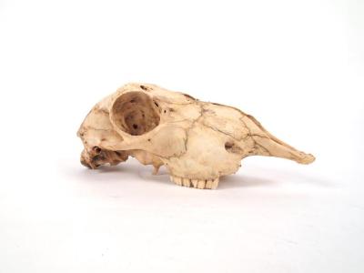 Sheep, Skull And Mandible