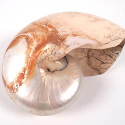 Mollusk Shell, Tonna Perdix