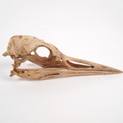 Bird Skull And Mandible