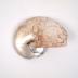 Nautilus Shell, cut-away
