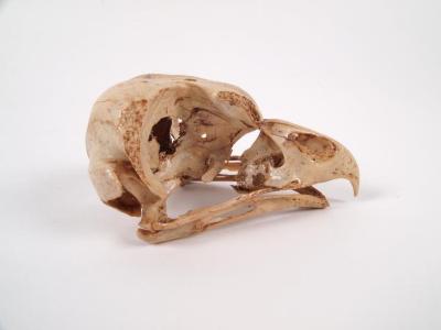 Bird Skull And Mandible