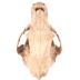 Bear Skull