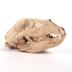 Bear Skull