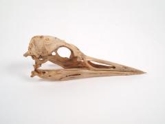 Bird Skull And Mandible