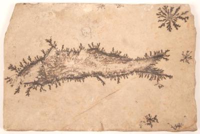 Fossil Fish Surrounded By Dendrites