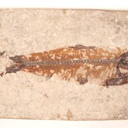 Fossilized Fish In Shale