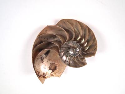 Nautilus Shell, cut-away