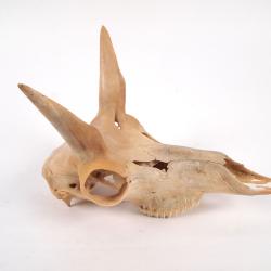 Loggerhead Sea Turtle Skull