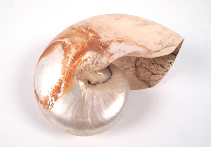 Nautilus Shell