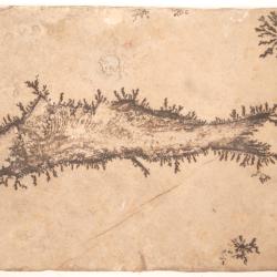 Fossil Fish Surrounded By Dendrite