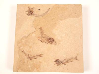 Fossil, Fish, 4 In Square Block