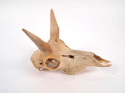 Pronghorn, Skull And Left Mandible