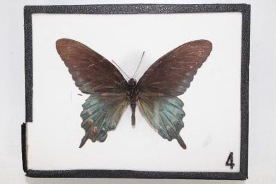 Butterfly, Battus philenor