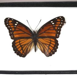 Butterfly, Limenitis archippus