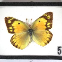Butterfly, Colias eurytheme