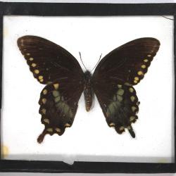 Butterfly, Limenitis arthemis