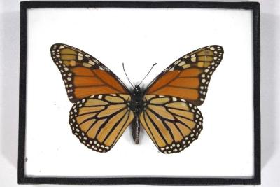 Butterfly, Danaus plexippus