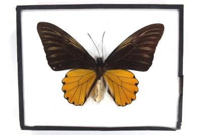 Butterfly, Troides amphrysus