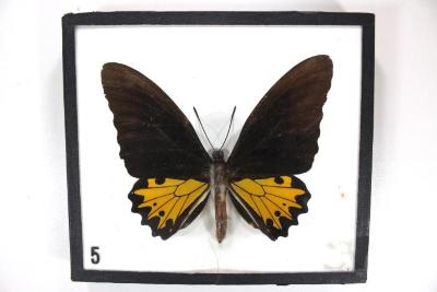 Butterfly, Troides helena