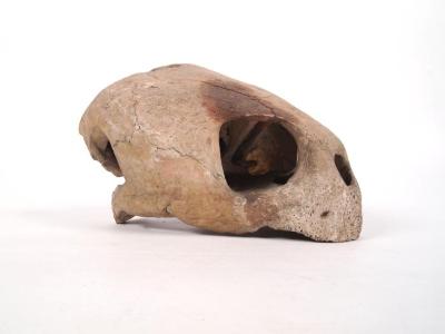 Loggerhead Sea Turtle (skull)