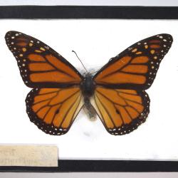 Butterfly, Papilio troilus