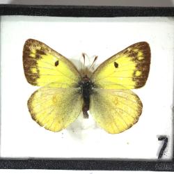 Butterfly, Colias eurytheme
