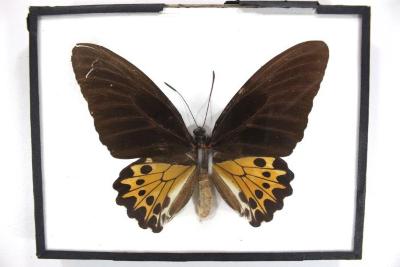 Butterfly, Troides helena