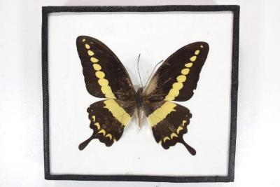 Butterfly, Papilio demolion