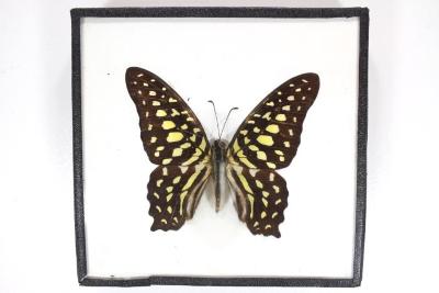 Butterfly, Graphium agamemnon