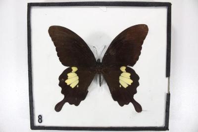 Butterfly, Papilio nephelus