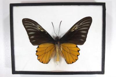 Butterfly, Troides amphrysus