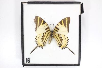 Butterfly, Graphium epaminondas
