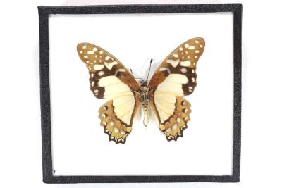 Butterfly, Graphium angolanus
