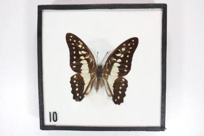 Butterfly, Graphium evemon
