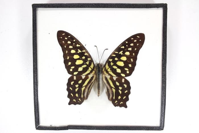 Butterfly, Graphium agamemnon