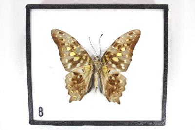 Butterfly, Graphium agamemnon
