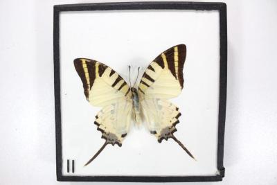 Butterfly, Graphium antiphates