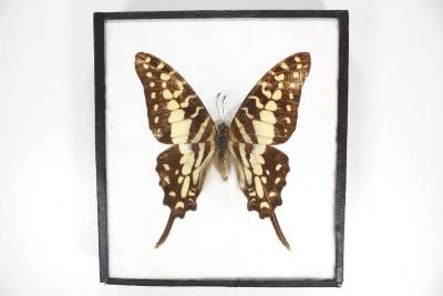 Butterfly, Graphium antheus