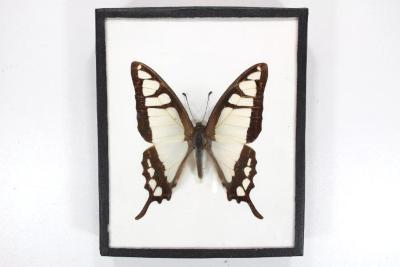 Butterfly, Graphium cloanthus