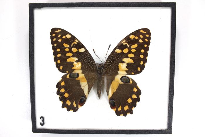 Butterfly, Papilio demoleus