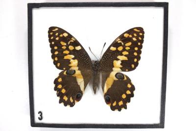 Butterfly, Papilio demoleus