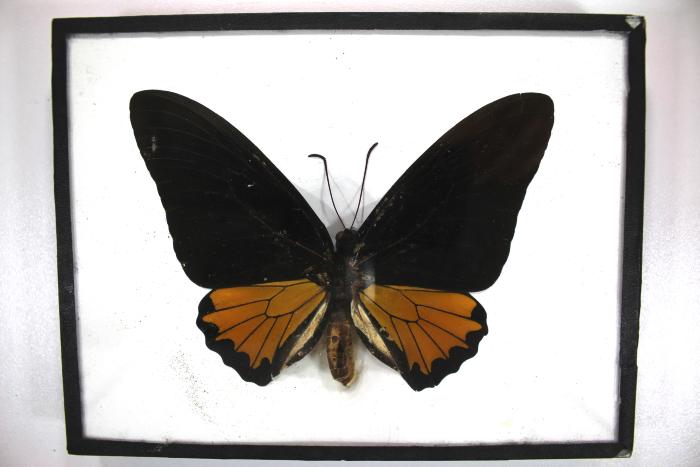 Butterfly, Troides helena