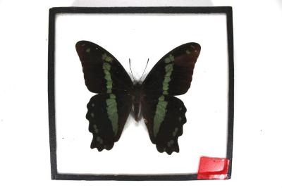 Butterfly, Papilio desmondi