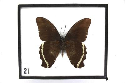 Butterfly, Papilio desmondi