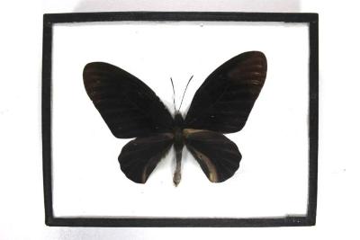 Butterfly, Atrophaneura nox