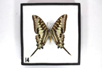 Butterfly, Graphium policenes