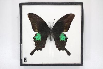 Common Peacock