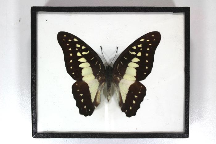 Butterfly, Graphium doson