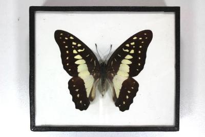 Butterfly, Graphium doson