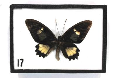Butterfly, Parides eurimedes